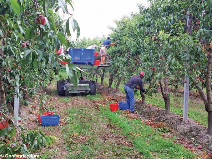 L’incognita delle problematiche sanitarie e sociali sulla raccolta della frutta nel Saluzzese