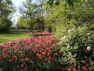 Pralormo: Messer tulipano continua a fiorire on-line