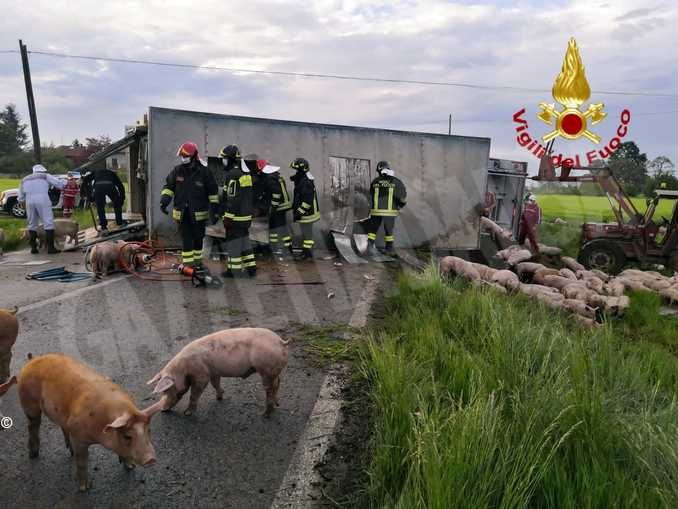 Camion per trasporto di animali si ribalta con un carico di suini