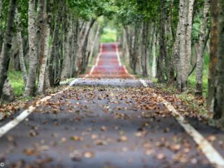 Con meno consumi la coscienza è green