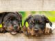 Petizione on-line per riaprire l'area di sgambamento dei cani in corso Europa
