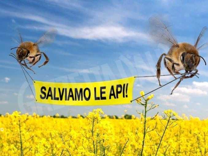 Tutela delle api, le indicazioni dalla Regione per il corretto utilizzo dei fitosanitari