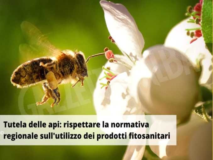 Tutela delle api, le indicazioni dalla Regione per il corretto utilizzo dei fitosanitari 1