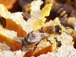 Aspromiele preoccupato: L’inquinamento fa molto male alle api piemontesi