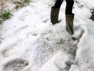 Colpiti i campi di mais, quelli di cereali e i fagioli, oltre ai frutteti 1