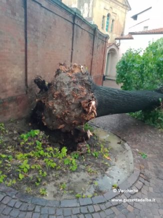 Il maltempo abbatte il tiglio secolare di Piazza Falletti a Barolo 1