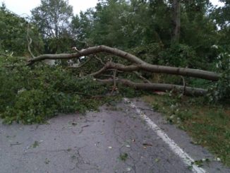 Tromba d'aria ad Albaretto della Torre, alberi sradicati