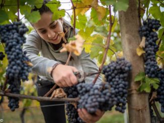 Giovani viticoltori di Montelupo crescono: c’è pure Francesca