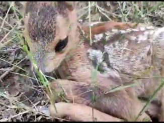 Il cucciolo di capriolo