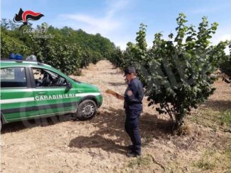 Controlli sui fitosanitari in agricoltura: illeciti in 21 ditte su 26