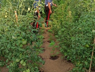 Coltivava marijuana nel cortile di casa: arrestato dai carabinieri
