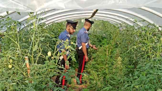 Coltivava marijuana nel cortile di casa: arrestato dai carabinieri