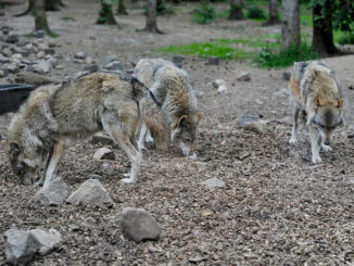 Sindaci preoccupati da attacchi di lupi, Uncem scrive al governo