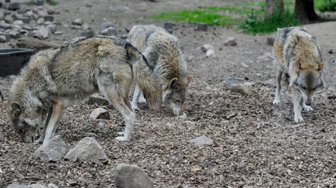Sindaci preoccupati da attacchi di lupi, Uncem scrive al governo