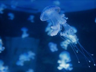 Vespe, meduse e tracine: cosa fare con le punture dell'estate