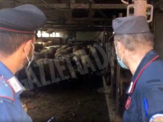 I Carabinieri chiudono un macello clandestino: 26 persone denunciate