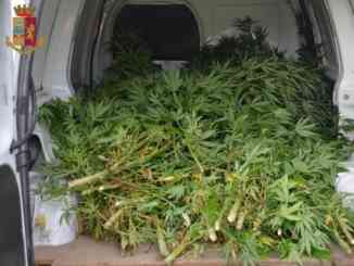 Gli agenti dell'Antidroga sequestrano una piantagione di marijuana a Cherasco