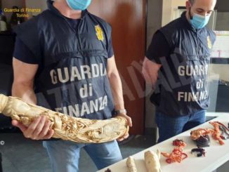 Vendevano oggetti d'avorio e corallo, coppia denunciata dalla Finanza di Torino 1