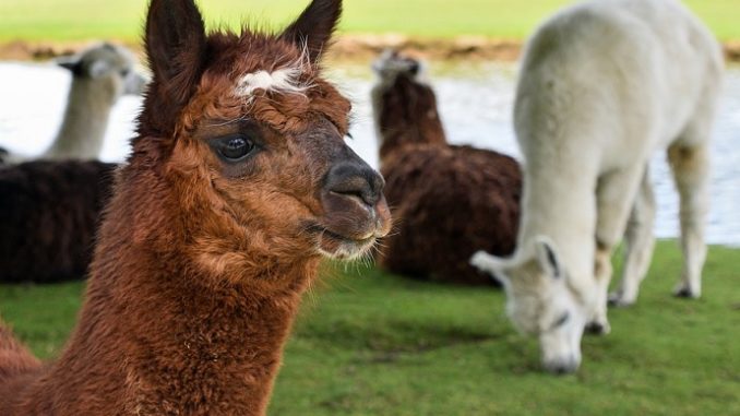 Coronavirus: negli alpaca nanoanticorpi che lo neutralizzano