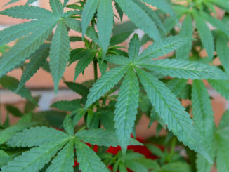 Droga: coltivazione e vendita marijuana, tutto in famiglia
