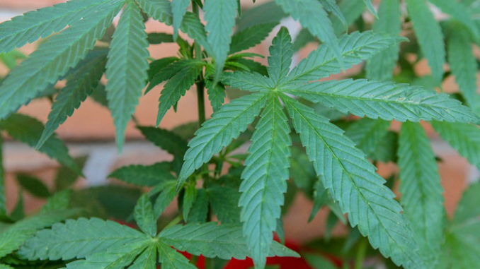 Droga: coltivazione e vendita marijuana, tutto in famiglia