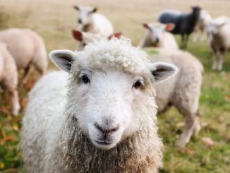 In un borgo della Langhe allevatori a Scuola di pastorizia, creata da Coldiretti e Comune di Paroldo, 365 ore di lezione