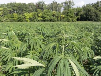 Droga: scoperte piantagioni marijuana, un arresto