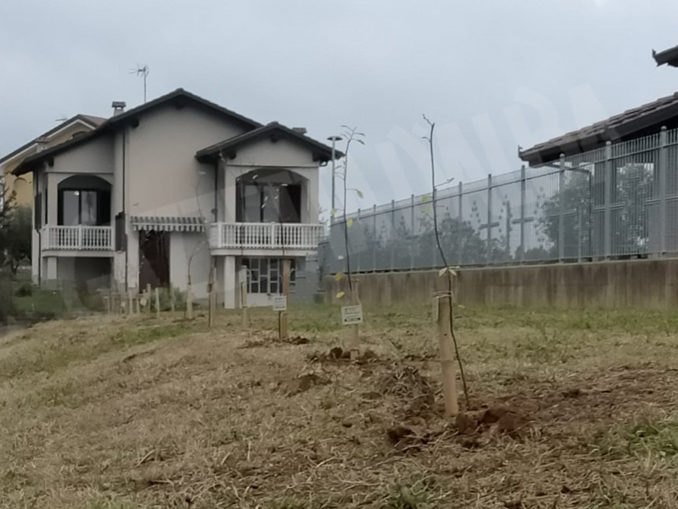 Ceresole: aceri, liquidambar e carpini per i nuovi nati 2