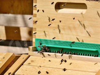 Stiamo decimando le nostre api: oltre un milione e mezzo di danni