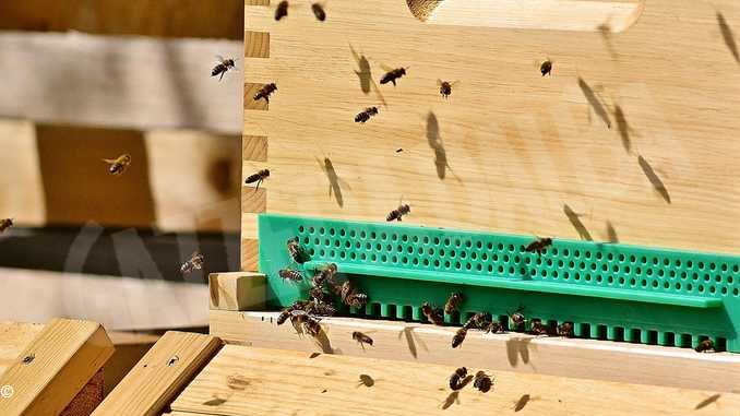 Stiamo decimando le nostre api: oltre un milione e mezzo di danni