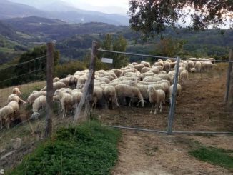 Allevatori ovini alle prese con il problema della lana da smaltire