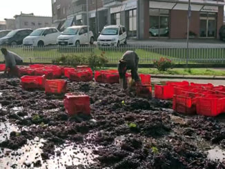 Perde il carico di uva appena vendemmiata in una rotatoria: nessun ferito (VIDEO)