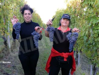 Vendemmia. È tempo di Nebbiolo