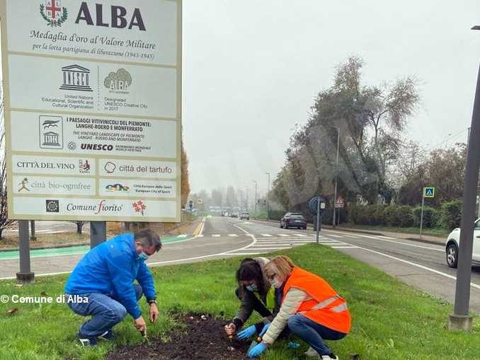 Messer tulipano di Pralormo dona tremila nuovi bulbi per le aiuole di Alba 2