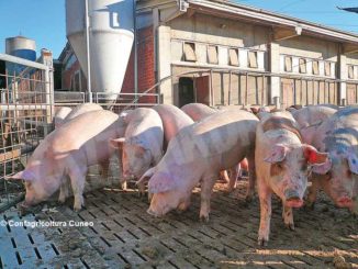 Suini, quotazioni in calo del 25%. Confagricoltura chiede alla politica proposte concrete