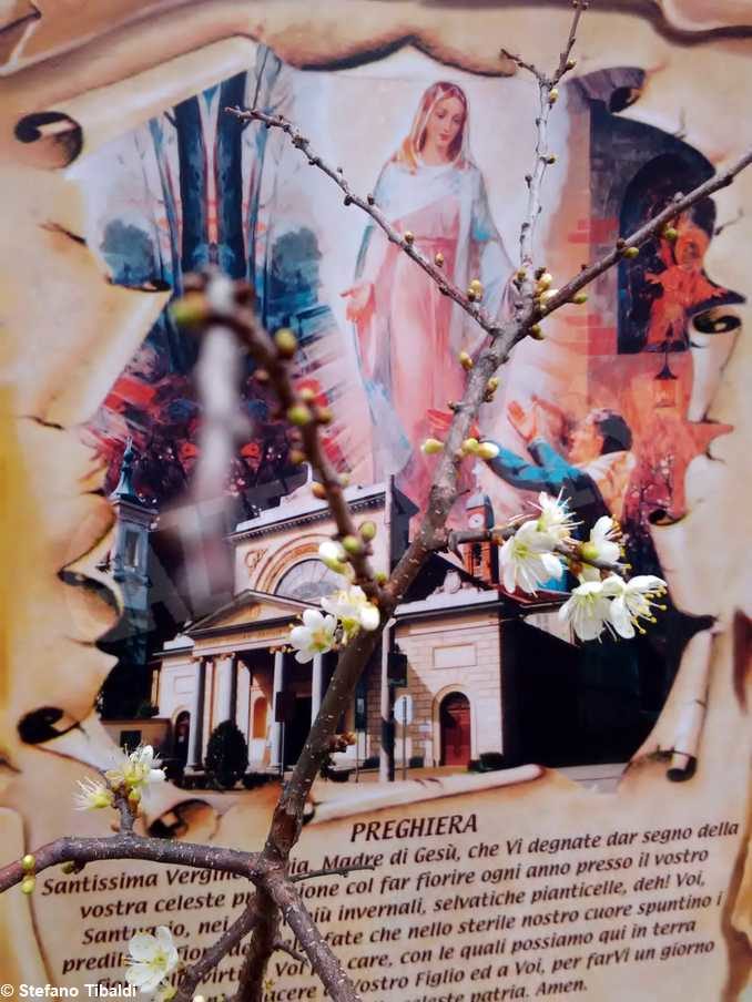 Da sabato 14 novembre alla Madonna dei fiori si celebra nella cripta