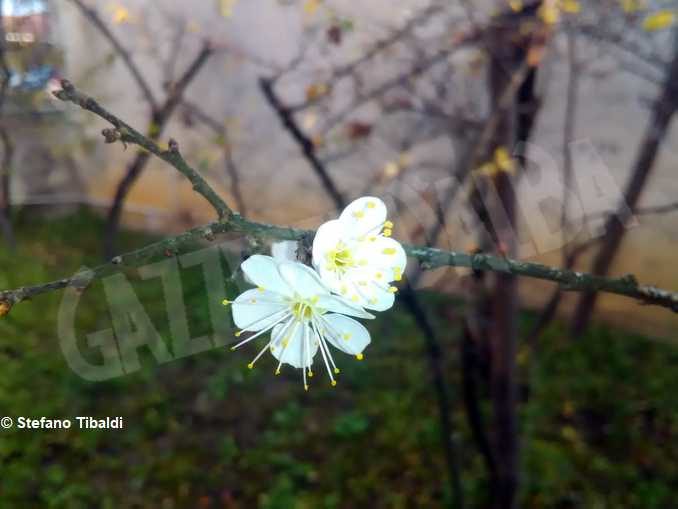 Anche quest'anno il pruneto del santuario di Bra è fiorito 1