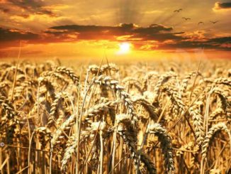 Boom di grano dal Canada (con glifosato)