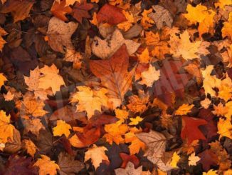 Scarti verdi, passaggi per la raccolta anche giovedì 3 e 10 dicembre