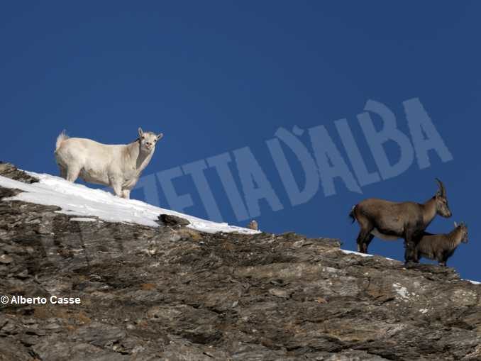 Curiosità in natura: stambecco bianco sul Monte Palon in Valle di Susa