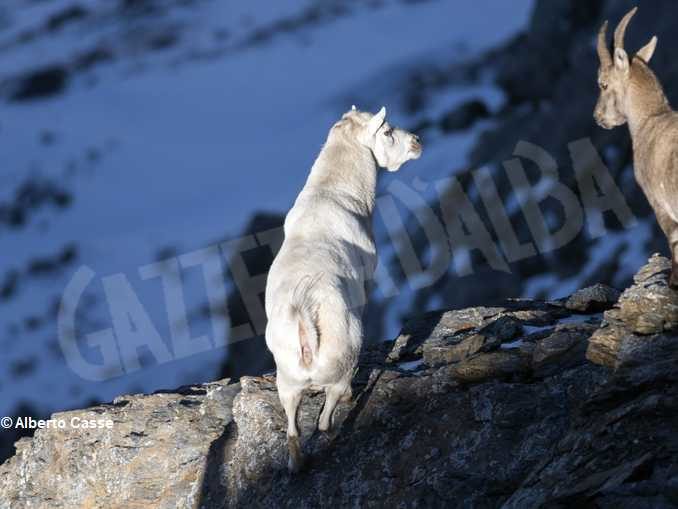 Curiosità in natura: stambecco bianco sul Monte Palon in Valle di Susa 1