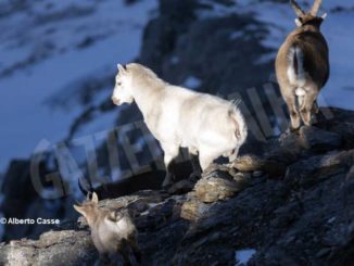Curiosità in natura: stambecco bianco sul Monte Palon in Valle di Susa 2