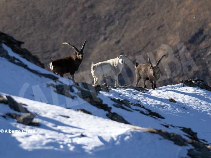 Curiosità in natura: stambecco bianco sul Monte Palon in Valle di Susa 3