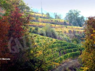 Più che un calo dei boschi, sulle colline piemontesi sta avanzando l’incolto, con l’agricoltura e l’allevamento impoveriti