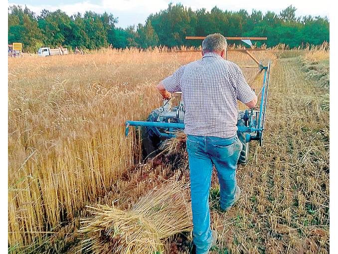 Tra Montà e Santo Stefano Roero si coltiva il grano come una volta 1