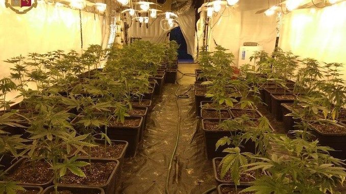 Canelli: coltivavano marijuana in una cascina, due arresti