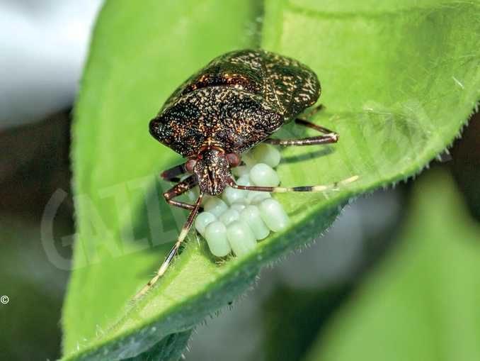 Guerra senza quartiere all’halyomorpha halys