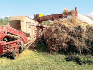 Tra Montà e Santo Stefano Roero si coltiva il grano come una volta