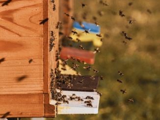 Aspromiele Piemonte: corso on line per diventare apicoltore