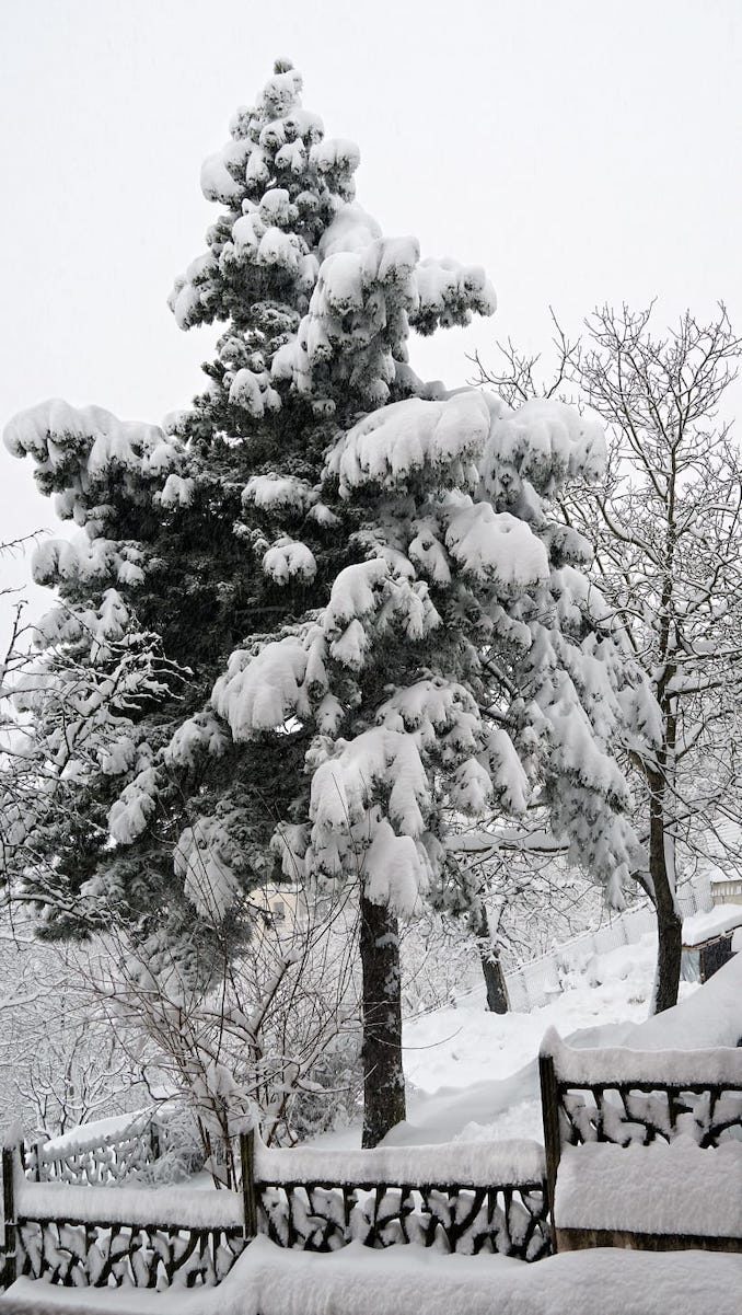 Le fotografie della prima neve del 2021 44